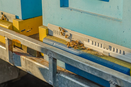 Beekeeping, beekeeper at work, bees in flight