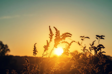 Dry grass-panicles of the Pampas against orange sky with a setting sun. Nature, decorative wild reeds, ecology. Summer evening, dry autumn grassの写真素材