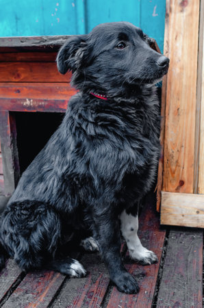 Black dog in the yard. Portrait of a mongrel dogの写真素材