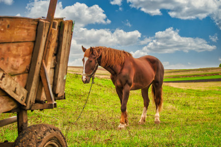 A country horse grazes on green grass near a wooden cartの写真素材