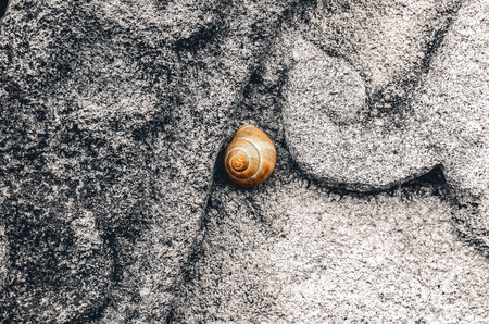 Little slug on old stoneの写真素材