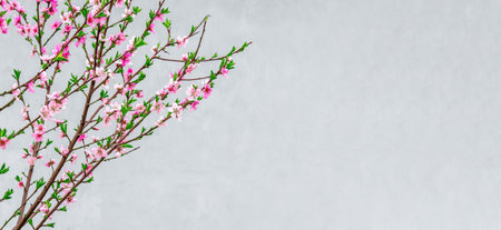 Pink cherry blossoms flowers on spring trees on gray background.の写真素材