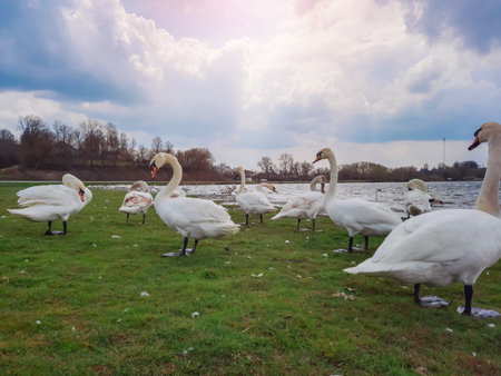 White swans on a small lake on the shore.の写真素材