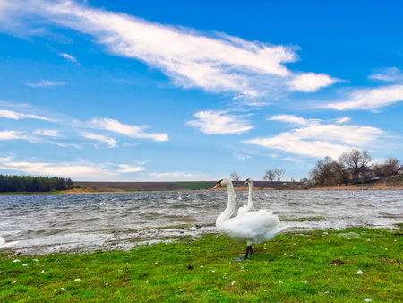 White swans on a small lake on the shore.の写真素材