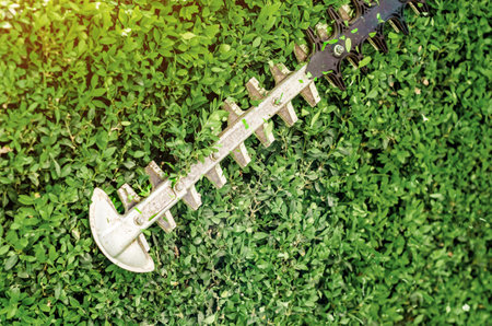 Metal garden shears automatically prune green myrtle bush.の写真素材