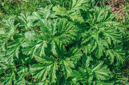 Young leaves green of Heracleum in the fieldの写真素材