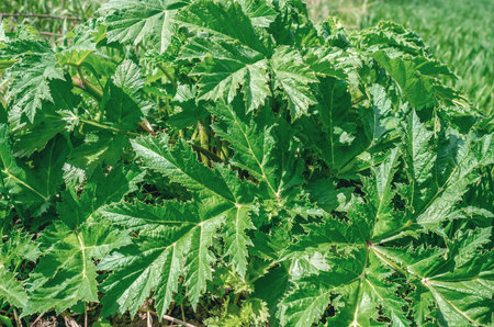 Young leaves green of Heracleum in the fieldの写真素材