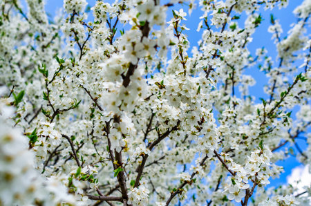 White cherry blossoms on spring trees. Spring flowering of trees.