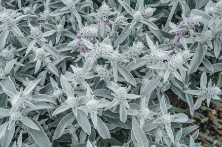 Flowers Stachys byzantina, gray flower background in natureの写真素材