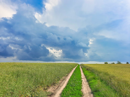 Field road in field sown with wheat under storm cloudsの写真素材