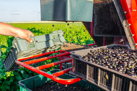 Harvesting black currant using a harvester. Berries are poured into plastic boxの写真素材
