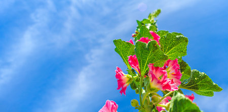 Mallow flowers are red on a green stem in field against blue sky