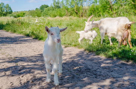 Baby goat walks down the street in the village. Summer grazing of goatsの写真素材