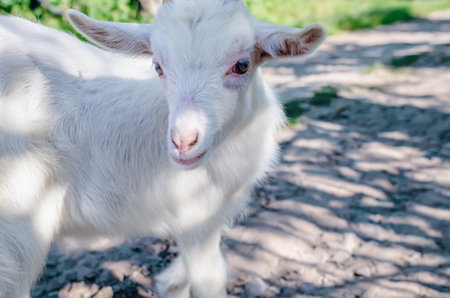 Baby goat walks down the street in the village. Summer grazing of goatsの写真素材