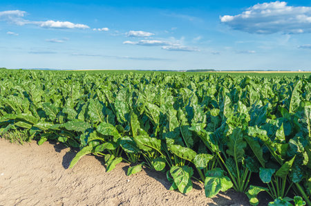 Green leaves of beets planted in the field. Sugar beet harvest