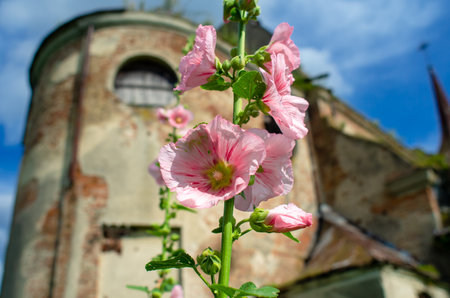 Red flowers of Malva on the background of an old church.の写真素材