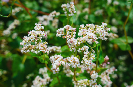 White buckwheat flowers. Buckwheat blooms on field. Buckwheat harvestの写真素材
