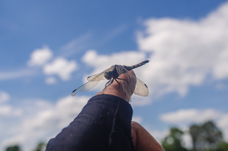 Insect dragonfly sits on a person's finger near water in natureの写真素材