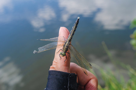 Insect dragonfly sits on a person's finger near water in natureの写真素材