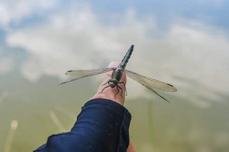 Insect dragonfly sits on a person's finger near water in natureの写真素材