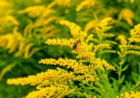 Bees collect pollen on yellow ragweed flowers. Natural allergen, honey collection, honeyの写真素材