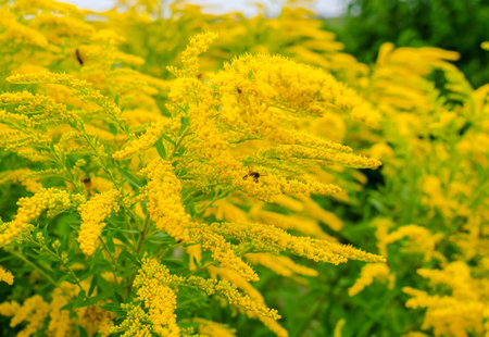 Bees collect pollen on yellow ragweed flowers. Natural allergen, honey collection, honeyの写真素材