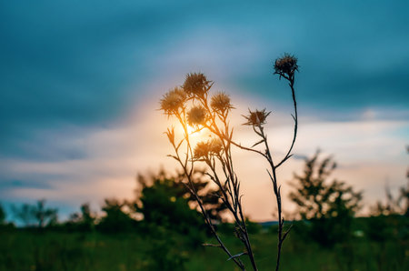 The silhouette of a dry plant is illuminated by the setting sunの写真素材