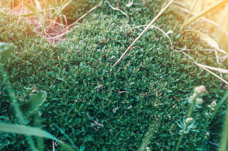 Green moss on the stone in rays of the sun. Large-leaf moss, low-growing plantの写真素材