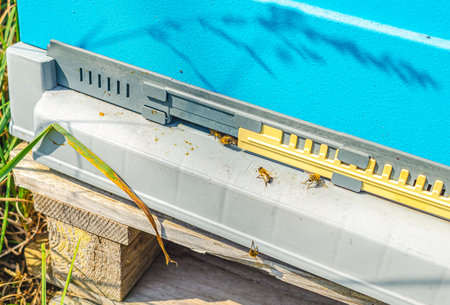 Entrance to the hive, bees bring nectaves to hive. bee hive entrance
