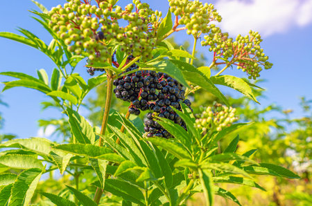 Tassels of elderberry berries on the branches. Medicinal plant, traditional medicineの写真素材