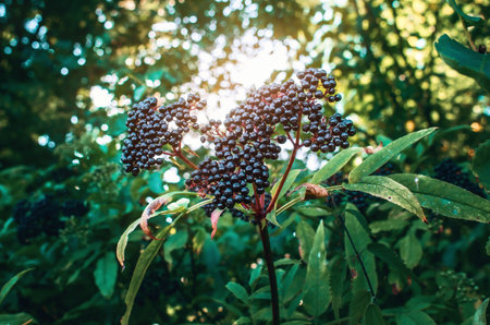 Black berries of elderberry in forest in nature. Medicinal plants, cold treatment, covidの写真素材