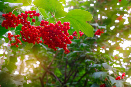 Viburnum berries in tassels on branches with green leaves.の写真素材