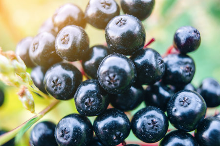 Black elderberry close-up, macro photoの写真素材