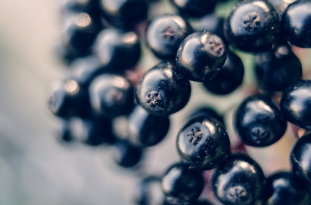Black elderberry close-up, macro photoの写真素材