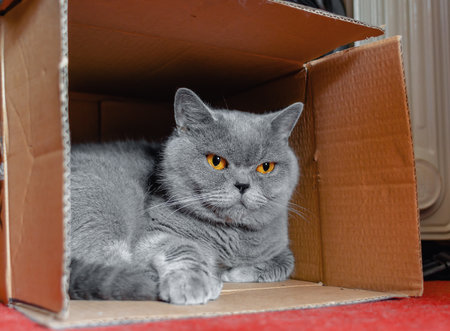 British breed gray domestic cat sitting in cardboard box at homeの写真素材