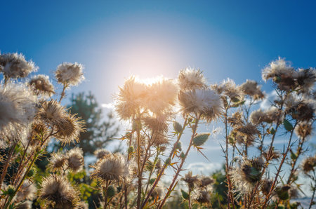 Mature dried milk thistle flowers under the rays of the sun. Liver Treatmentの写真素材
