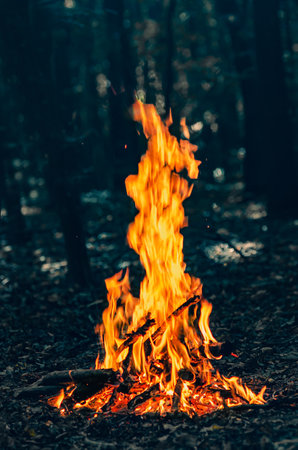 Bonfire in forest. Contrast photo of bright fire against background of dark trees.