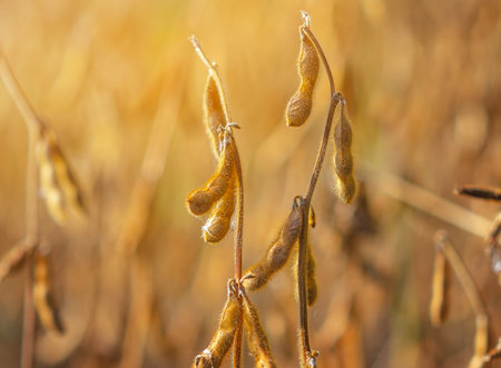Golden soybean pods in scattered sunlight. Blurred backgroundの写真素材