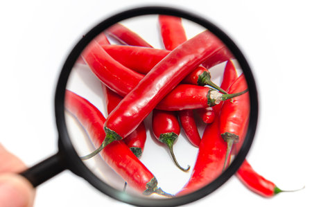 Magnifying glass on bunch of red hot chili pepper. White backgroundの写真素材