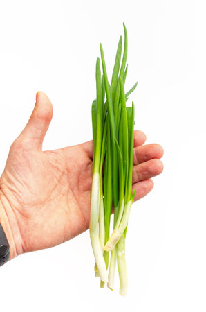 Male hand holding green onion, close-up. Fresh greens contain many vitamins. Men's dietの写真素材