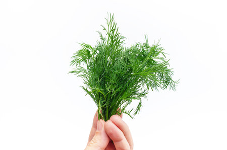 Bunch of fresh green dill in man's hand. White background, isolated.の写真素材