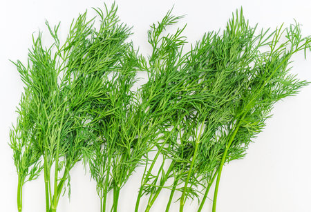 Sprigs of green fragrant fresh dill on white background isolated. Greens for health. Aromatherapyの写真素材