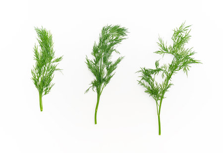 Three sprigs of green fresh dill on white background isolated. Greens for health.の写真素材