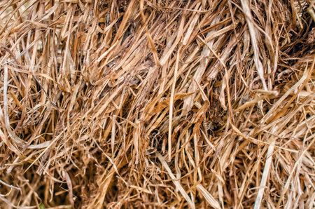 Background dry hay. Dried grass cut for animal feedの写真素材