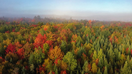 Atmospheric photo autumn forest. Bright colors of trees, red brown maple leaves at sunrise in fogの写真素材