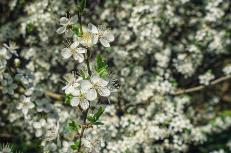 White cherry blossom branch macro with blurred focus on spring garden background. Renewal of nature,の写真素材