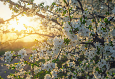 Nature scene blooming white cherry tree in spring. Sakura blooming. Light evening sun, sunsetの写真素材