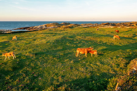 Cows graze on a green pasture in the sun. Evening grazing of cowsの写真素材
