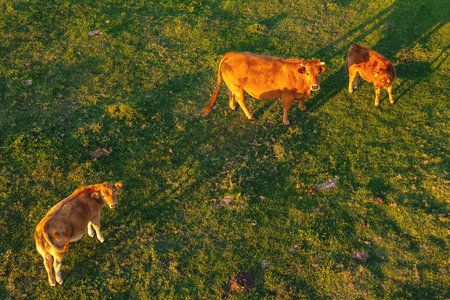 Cows graze on a green pasture in the sun. Evening grazing of cowsの写真素材