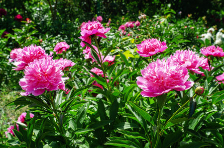 Pink peony flowers in the garden on a green bushの写真素材